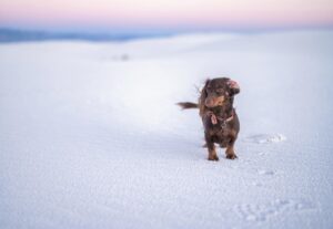 Perro posando frente al paisaje desértico de las Bardenas Reales”Viajar en camper con perro
