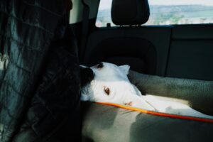 Perro descansando sobre una manta en el interior de una camper. Viajar en camper con perro