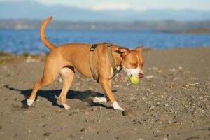 “Perro jugando en la playa de La Rubina, Costa Brava” Viajar en camper con perro