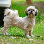 Viajar en camper con perro